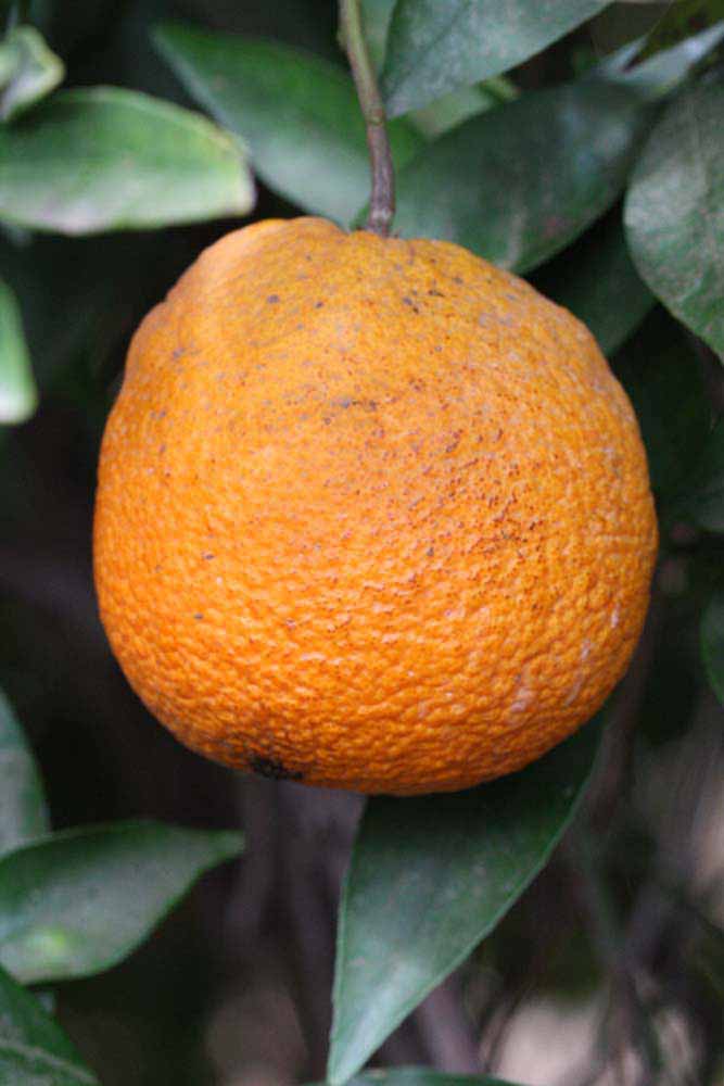            Fruit (Riverside, CA)   